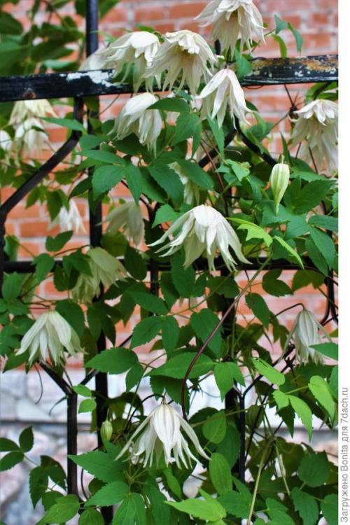 Клематис пурпл дрим посадка и уход. Лианы княжеского рода