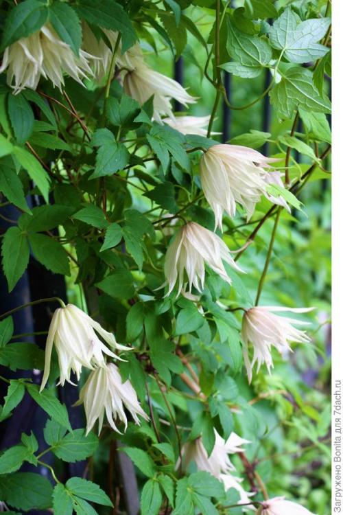 Клематис пурпл дрим посадка и уход. Лианы княжеского рода