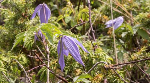 Изящные лианы для тенистого сада. Лианы-многолетники, растущие в тени 01