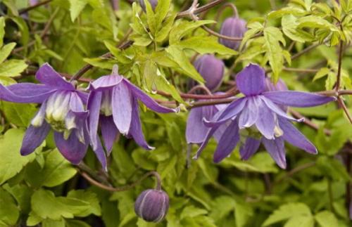 Княжики сорта. Ботаническое описание, характеристика, сорта