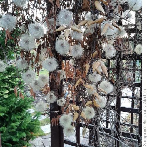 Клематис пурпл дрим посадка и уход. Лианы княжеского рода