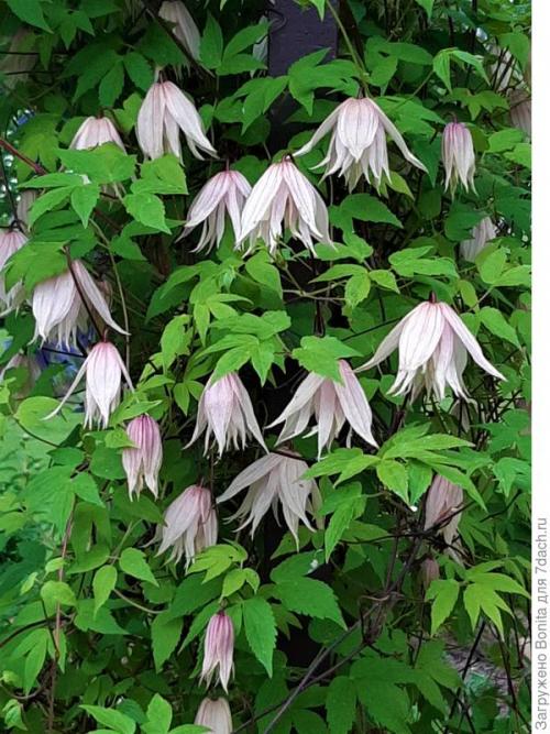 Клематис пурпл дрим посадка и уход. Лианы княжеского рода