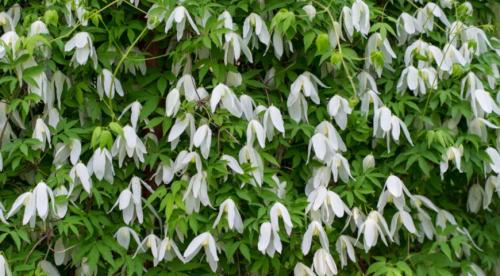 Изящные лианы для тенистого сада. Лианы-многолетники, растущие в тени 02