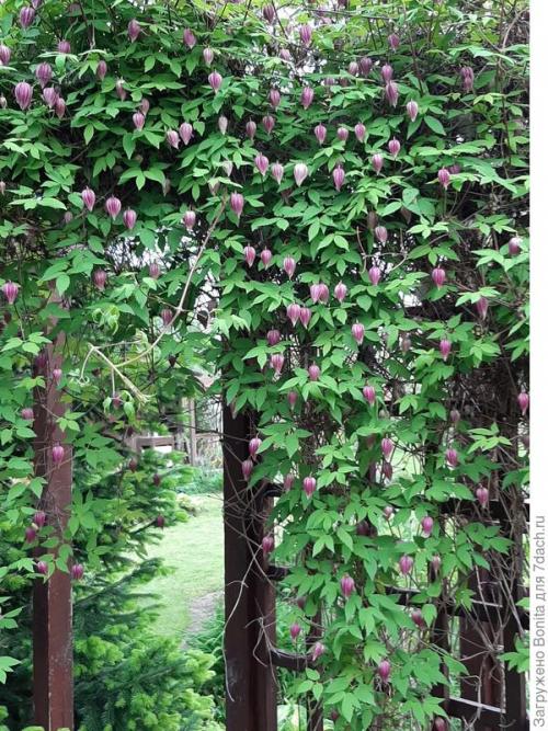 Клематис пурпл дрим посадка и уход. Лианы княжеского рода