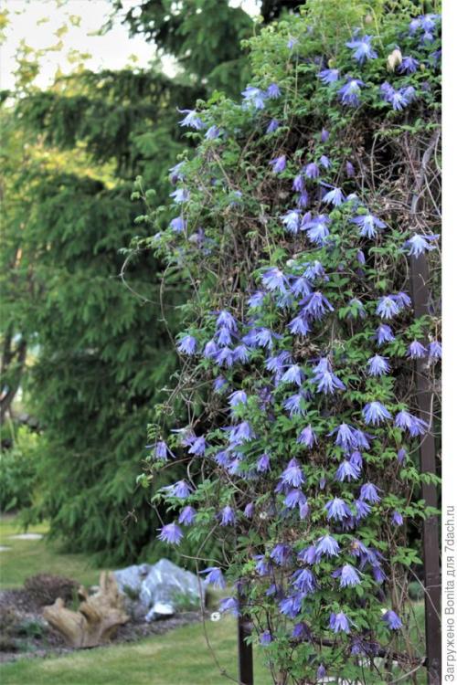 Клематис пурпл дрим посадка и уход. Лианы княжеского рода