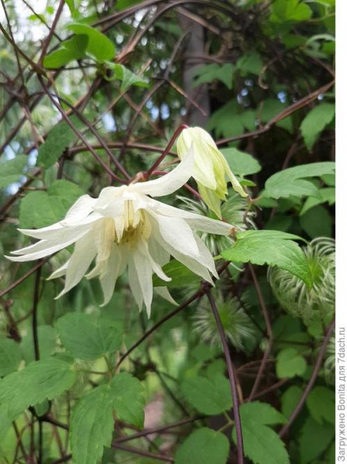 Клематис пурпл дрим посадка и уход. Лианы княжеского рода