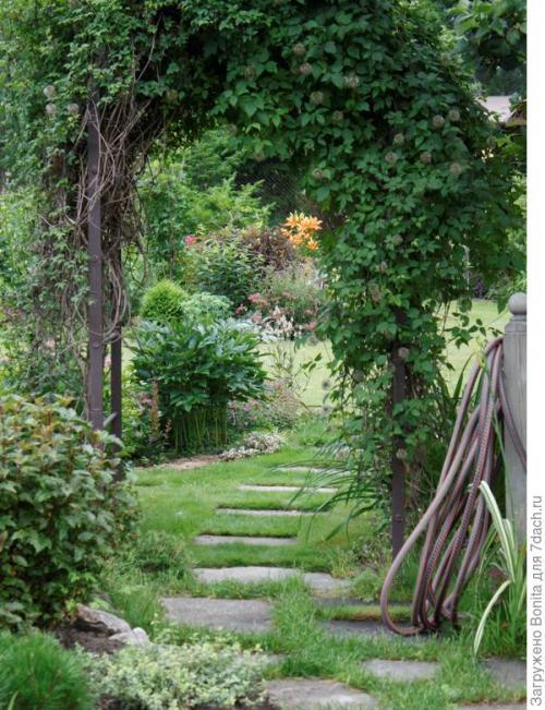 Клематис пурпл дрим посадка и уход. Лианы княжеского рода