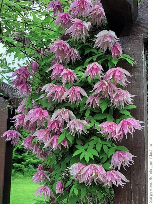 Клематис пурпл дрим посадка и уход. Лианы княжеского рода