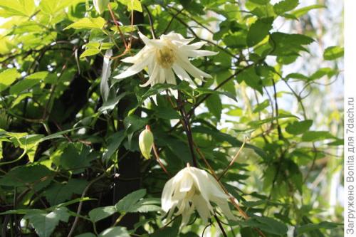 Клематис пурпл дрим посадка и уход. Лианы княжеского рода