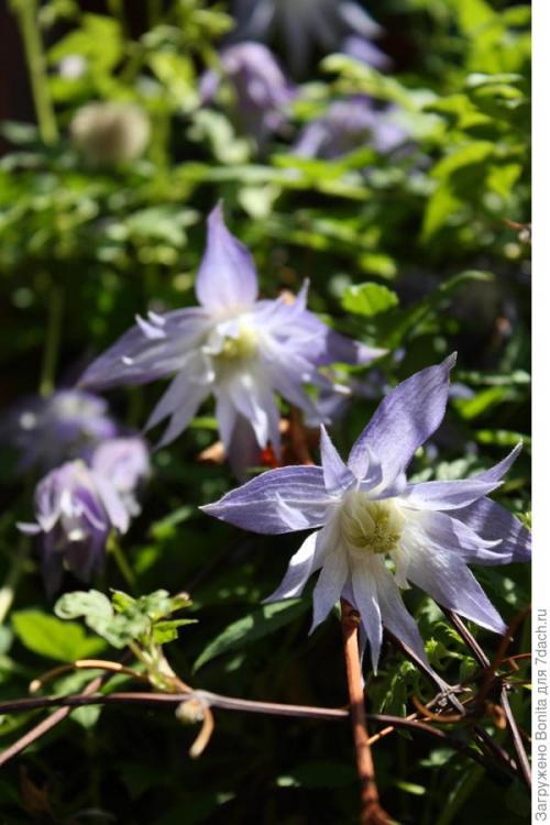 Клематис пурпл дрим посадка и уход. Лианы княжеского рода