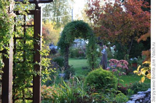 Клематис пурпл дрим посадка и уход. Лианы княжеского рода