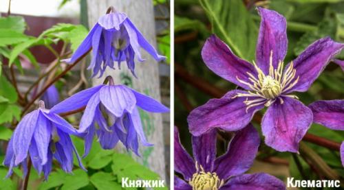 Княжики сорта. Ботаническое описание, характеристика, сорта