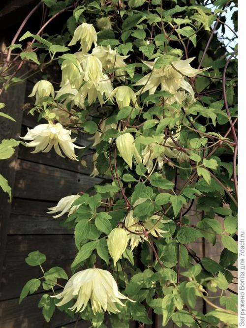 Клематис пурпл дрим посадка и уход. Лианы княжеского рода