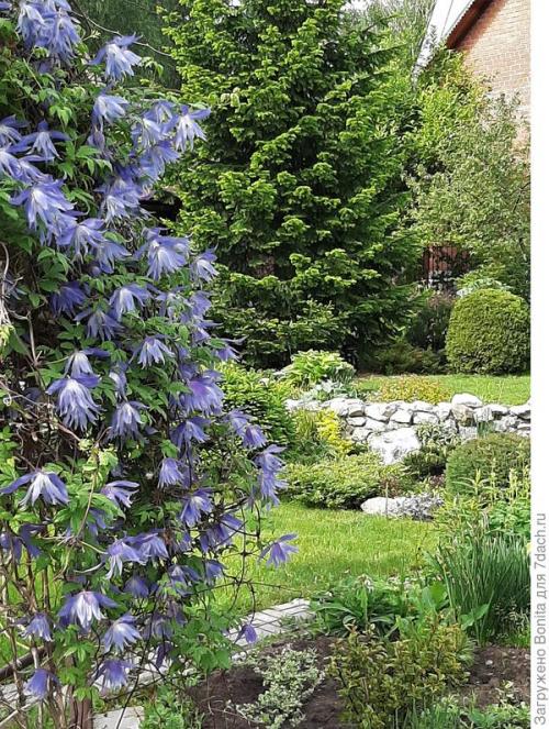 Клематис пурпл дрим посадка и уход. Лианы княжеского рода