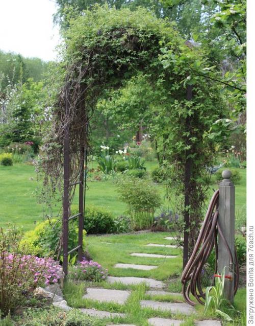 Клематис пурпл дрим посадка и уход. Лианы княжеского рода