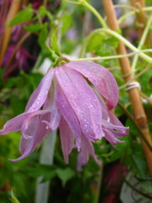 Изящные лианы для тенистого сада. Лианы-многолетники, растущие в тени 03