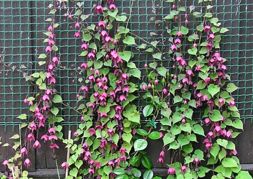 Вьющиеся цветы для клумб. Особенности многолетних вьющихся растений