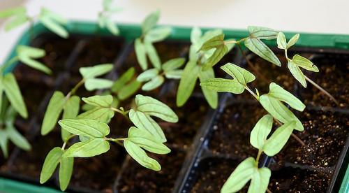 Выбираю теневыносливые вьющиеся однолетники.. Плюсы выращивания однолетних лиан 01