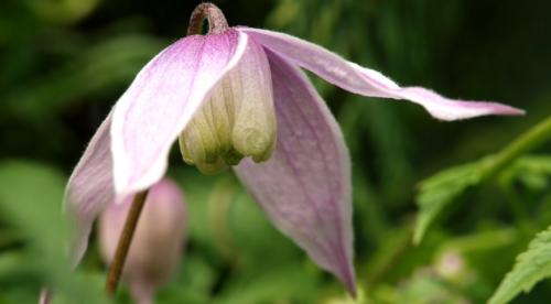 Неприхотливые лианы. Топ лучших многолетних лиан для оформления садового участка