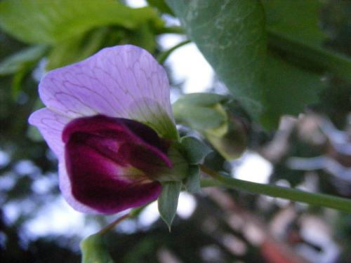 Быстрорастущие вьющиеся однолетники. Вьющиеся однолетники. Живая изгородь быстро!