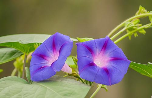 Однолетние вьющиеся растения для забора. Вьющиеся растения для забора, беседок и стен – выбираем среди однолетников