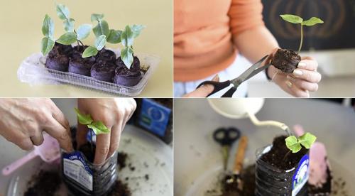 Выбираю теневыносливые вьющиеся однолетники.. Плюсы выращивания однолетних лиан 04