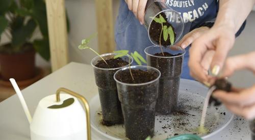Выбираю теневыносливые вьющиеся однолетники.. Плюсы выращивания однолетних лиан 02