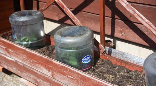 Выбираю теневыносливые вьющиеся однолетники.. Плюсы выращивания однолетних лиан 06