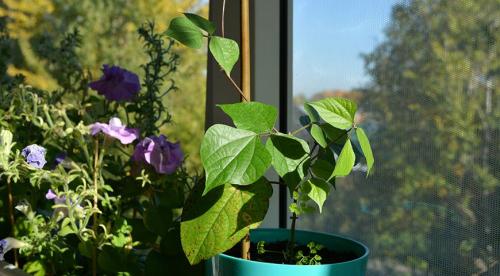 Самые популярные однолетние лианы для сада. Лианы для сада 11 Самые популярные однолетние лианы для сада. Лианы для сада 11