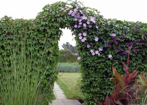 Выбираю теневыносливые вьющиеся однолетники.. Плюсы выращивания однолетних лиан 14