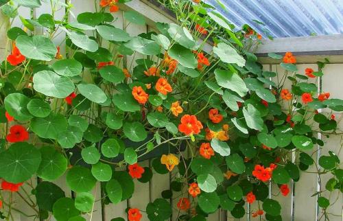 Однолетние вьющиеся растения для забора. Вьющиеся растения для забора, беседок и стен – выбираем среди однолетников