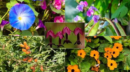 Самые популярные однолетние лианы для сада. Лианы для сада 08 Самые популярные однолетние лианы для сада. Лианы для сада 08