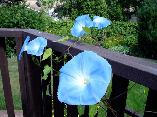 Быстрорастущие вьющиеся однолетники. Вьющиеся однолетники. Живая изгородь быстро!