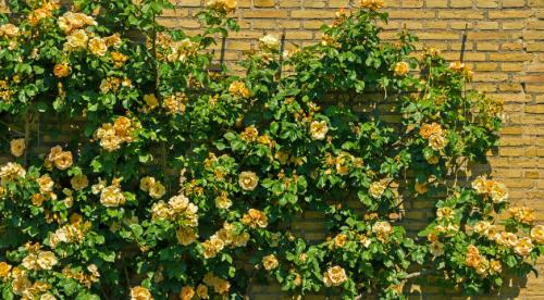 Неприхотливые лианы. Топ лучших многолетних лиан для оформления садового участка