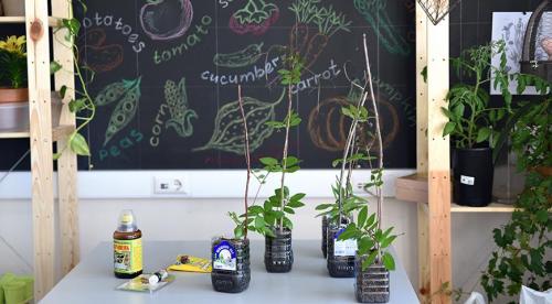 Выбираю теневыносливые вьющиеся однолетники.. Плюсы выращивания однолетних лиан 05