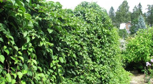 Неприхотливые лианы. Топ лучших многолетних лиан для оформления садового участка