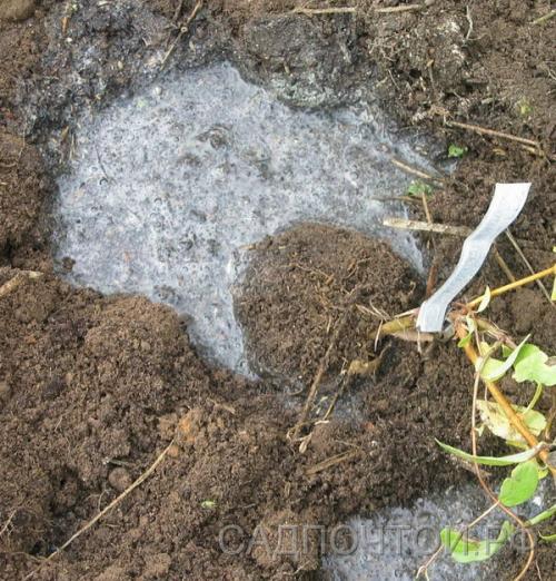 Как ухаживать за саженцами. Дальнейший уход за саженцами: как создать сад? 05 Как ухаживать за саженцами. Дальнейший уход за саженцами: как создать сад? 05