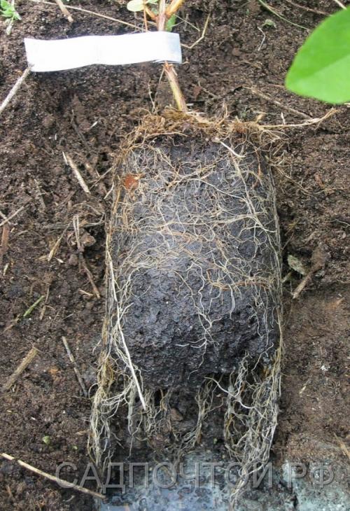 Как ухаживать за саженцами. Дальнейший уход за саженцами: как создать сад? 04 Как ухаживать за саженцами. Дальнейший уход за саженцами: как создать сад? 04