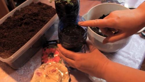 Как вырастить правильную рассаду петунии. Условия выращивания 06 Как вырастить правильную рассаду петунии. Условия выращивания 06