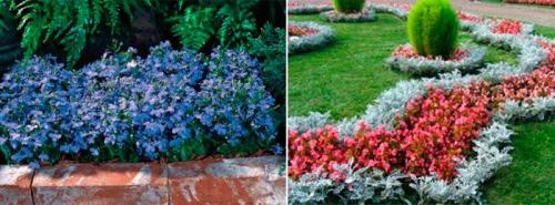 Однолетники для живой изгороди. Популярные однолетники для создания быстрорастущей изгороди