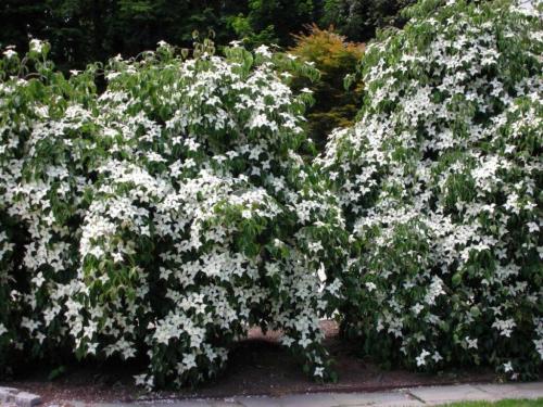 Растения для живой изгороди на урале. Быстрорастущие кустарники для живой изгороди
