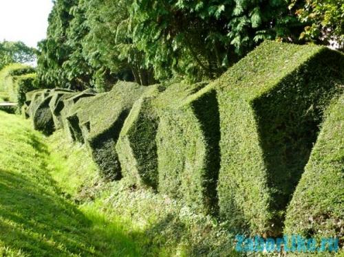 Популярные виды и сорта лиан для сада. Однолетние лианы, которые выращивают прямым посевом в грунт 07 Популярные виды и сорта лиан для сада. Однолетние лианы, которые выращивают прямым посевом в грунт 07