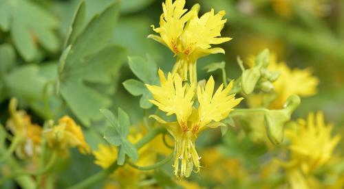 Популярные виды и сорта лиан для сада. Однолетние лианы, которые выращивают прямым посевом в грунт 02 Популярные виды и сорта лиан для сада. Однолетние лианы, которые выращивают прямым посевом в грунт 02