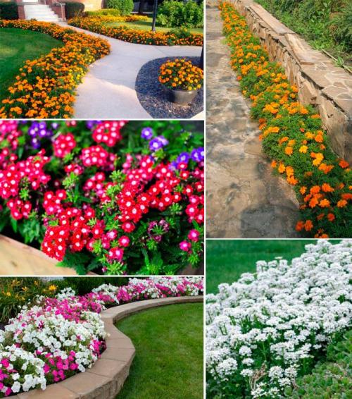 Однолетники для живой изгороди. Популярные однолетники для создания быстрорастущей изгороди