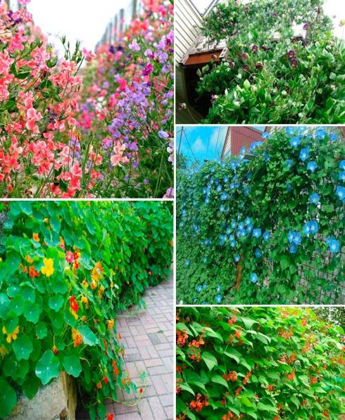 Однолетники для живой изгороди. Популярные однолетники для создания быстрорастущей изгороди