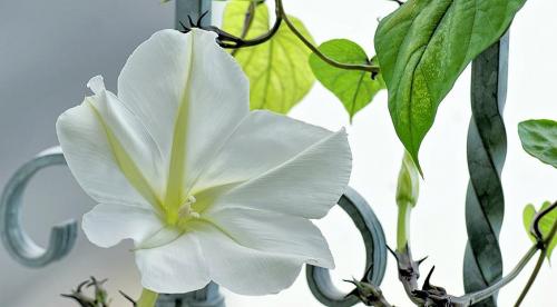 Популярные виды и сорта лиан для сада. Однолетние лианы, которые выращивают прямым посевом в грунт 03 Популярные виды и сорта лиан для сада. Однолетние лианы, которые выращивают прямым посевом в грунт 03