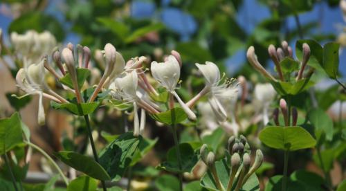 Лианы для сада многолетние. Топ лучших многолетних лиан для оформления садового участка