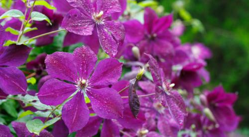 Лианы для сада многолетние. Топ лучших многолетних лиан для оформления садового участка