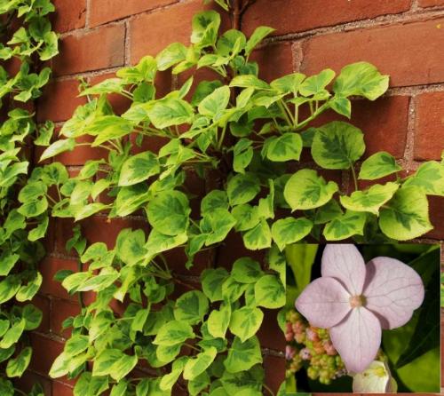 Лучшие декоративные лианы для дизайна сада. Лианы для сада — необычное оформление и красивый дизайн из множество разных видов!