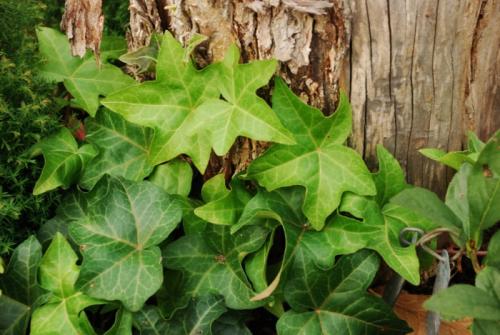 Многолетние вьющиеся растения для арки. Разновидности вьющихся многолетников